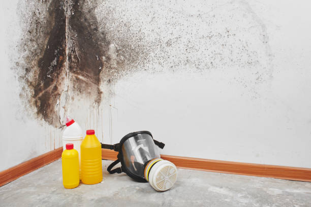 Best Crawl Space Mold Removal  in Hidden Hills, CA