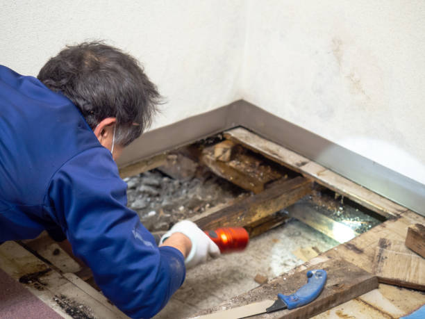 Best Mold Testing  in Hidden Hills, CA