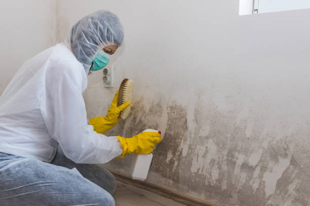 Professional Mold Removal in Hidden Hills, CA