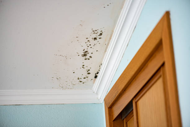 Best Black Mold Removal  in Hidden Hills, CA
