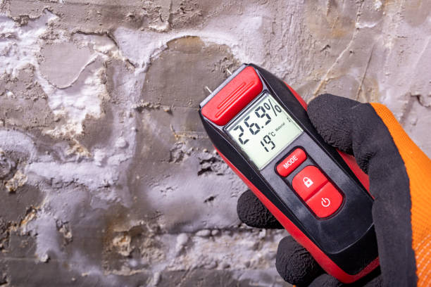 Best Same-Day Mold Removal  in Hidden Hills, CA