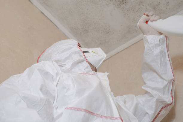 Best Fast Mold Removal  in Hidden Hills, CA