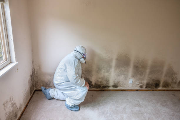 Best Office Mold Removal Services  in Hidden Hills, CA