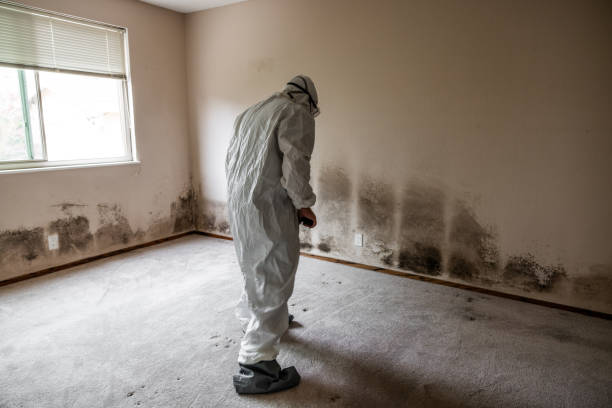 Best Mold Damage Repair  in Hidden Hills, CA