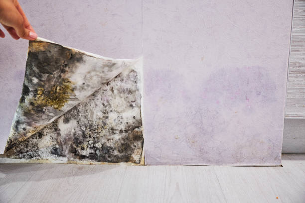 Best Black Mold Removal  in Hidden Hills, CA